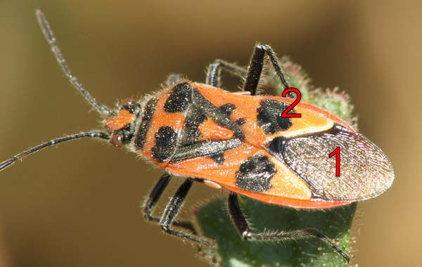 Nysius sp., Leptodemus minutus, Enoplops disciger